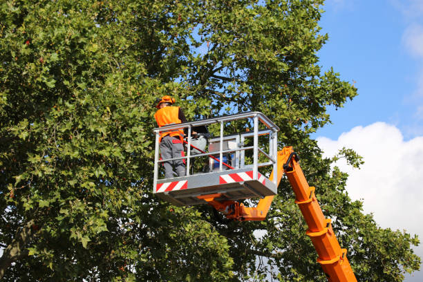 Best Residential Tree Removal  in Washington, IL